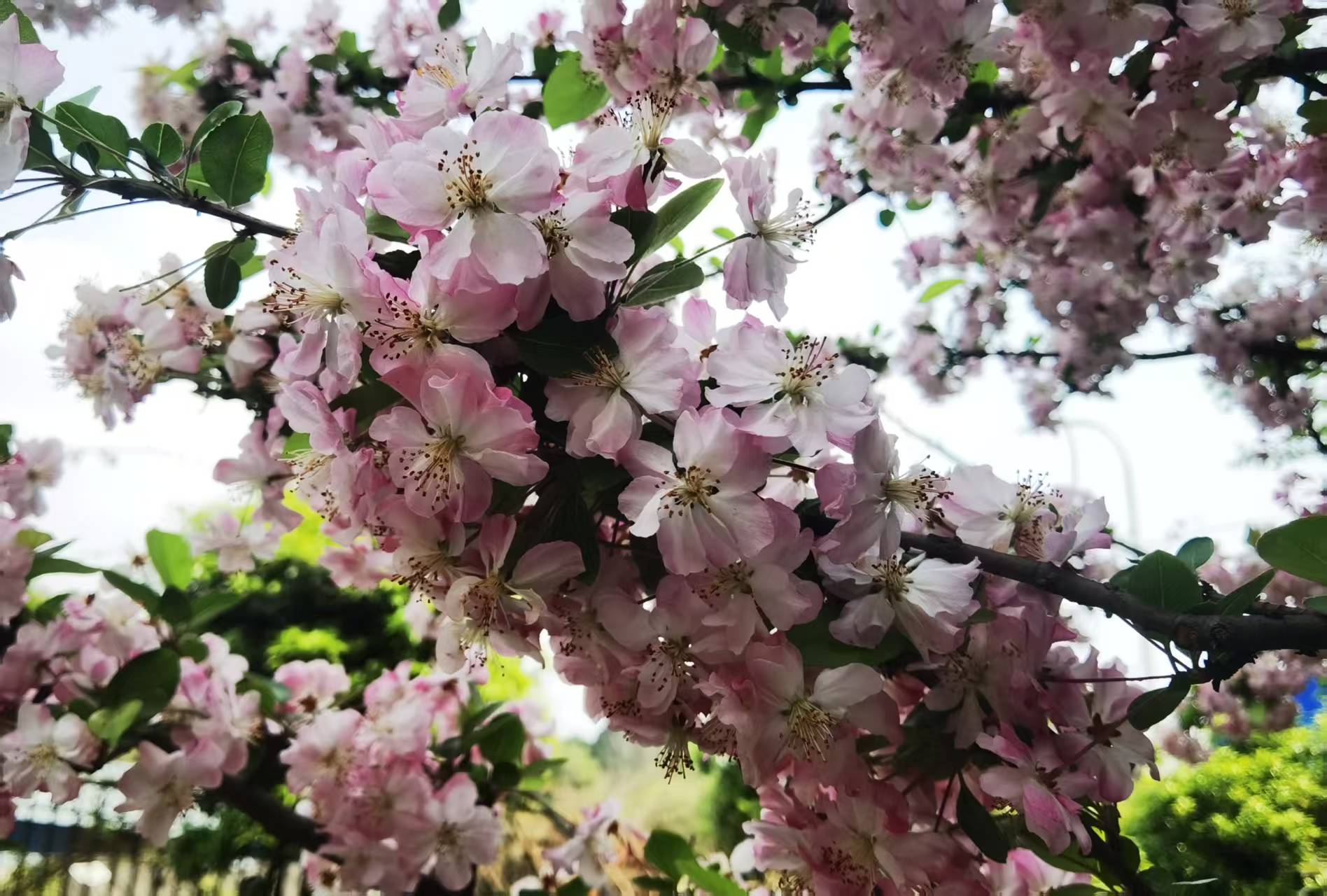 随手拍了两张校花的照片分享给大家